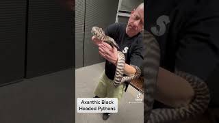 Check our Axanthic Black Headed Pythons