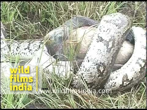 Python eating langur monkey! - YouTube