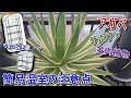 【アガベ】簡易温室での管理、ちょっと注意！ 諸刃の剣にもなりえる簡易温室【Agave】【サボテン】【多肉植物】【園芸】