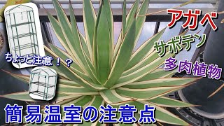 【アガベ】簡易温室での管理、ちょっと注意！ 諸刃の剣にもなりえる簡易温室【Agave】【サボテン】【多肉植物】【園芸】