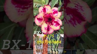 ADENIUM SALES "BX" 8547300884