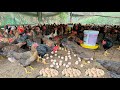 Full 130 days of raising chickens collecting eggs and selling chickens