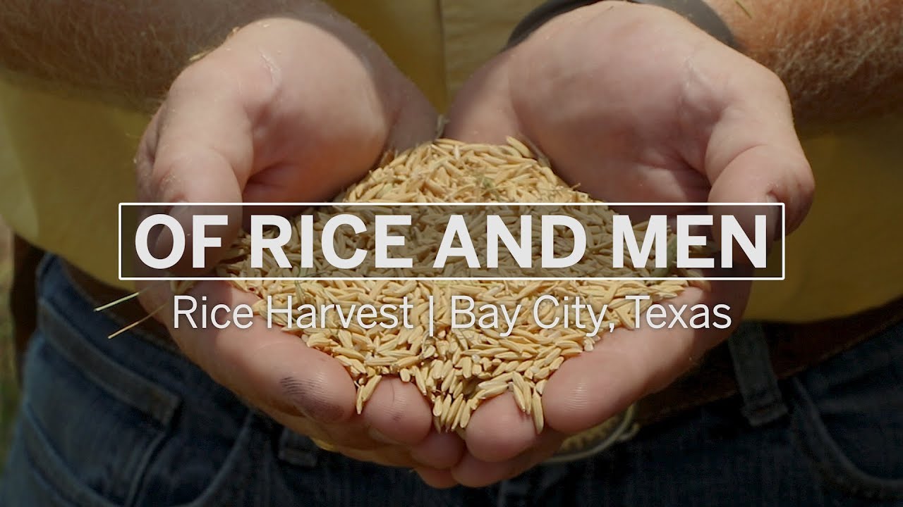 Of Rice and Men South Texas Rice YouTube