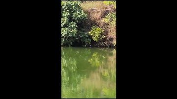 Miracle Found again Crocodile at Ananthapura Padmanabha Temple, kasaragod,#kerala #india #crocodile