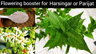 हरसिंगार या पारिजात के गमले में लगे शुभ पौधे की देखभाल, night jasmine plant care fertilizer