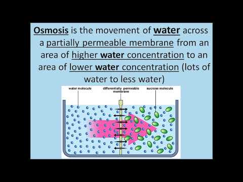 Diffusion, Osmosis and Active Transport - GCSE Biology