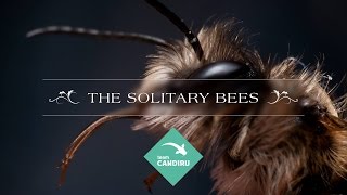 The Solitary Bees
