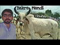 Bakra mandi of chuhar jamali  a small city of sindh vlog  abraiz anza