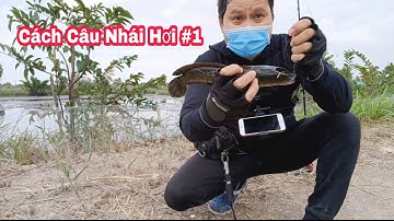 Hướng Dẩn Cách Câu Cá Lóc Bằng Nhái Hơi Đơn Giản Cho Những Bạn Mới Tập Câu Lure| Đồ Câu Đại Ngáo