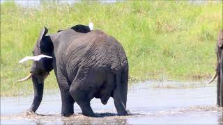 Africa Tanzania Serengeti National Park wildlife