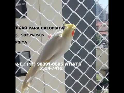 Redes de Proteção para Escadas, (11) 98391-0505 Whats gatos de nomes