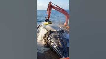 “Massive Whale Cleaning Operation Using Excavator | Barnacle Removal at Sea” #ai #WhaleCleaning
