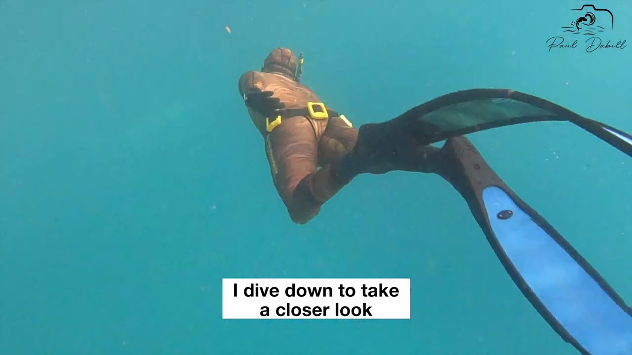 Great White Shark Encounter while spearfishing off Jupiter, Florida!