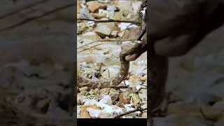 En Çevik Kuş. Bu Kuşun Adı Ne? Bilenler Yazsın. Subscribe Resimi