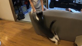 A violent cat that jumps on my daughter! ?【Rescued cat】