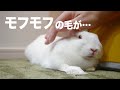 白ウサギのブラッシング#105
