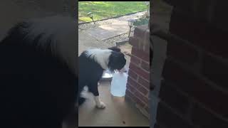 Border Collie Genius: Watch the World's Smartest Dog Master the Art of Water Jug Drinking!