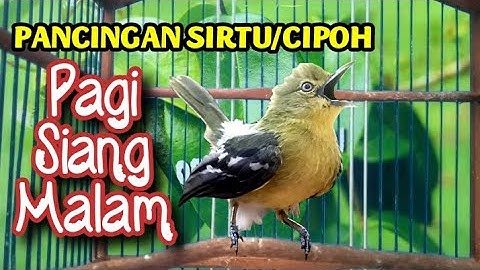 Pancingan sirtu/cipoh Pagi,Siang,Dan Malam Sangat Ampuh Untuk merangsang sirtu agar cepat gacor.
