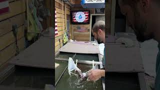 Tutorial on how to hydro dip a deer skull - using American Flag pattern #learn #howto  #taxidermy