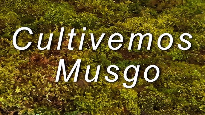 COMO CONSERVAR EL MUSGO PARA EL BELÉN, PESEBRE - PRESERVING THE MOSS 