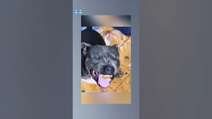 Dogs vs lemons.#dogshorts #dogs #dogshorts #lemon #sour #funnydog #funnydogsvideos