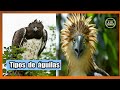 TIPOS DE ÁGUILAS 🐣 Especies de Águilas✅Accipitrida 📛Razas de Águilas🐾