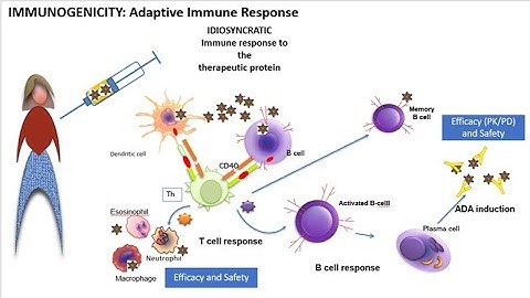2022 Immunogenicity 101 how and when the immune system reacts to drugs