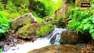 4K HDR Relaxing River Sounds  Beautiful Forest Sound, Peaceful Birds Chirping, Natural Sound