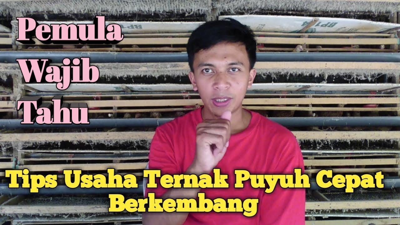Tips Usaha Ternak Puyuh Cepat Berkembang Bagi Pemula 