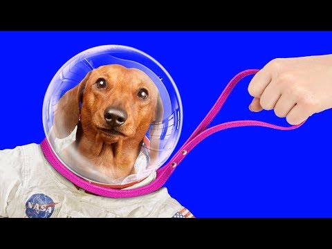 Vídeo: 20 Life Hacks para tornar a vida de um cão mais simples