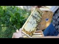 УЛЕЙ "ВЕЛИКОРУСЬКИЙ"™ Часть 6. Медосбор Beekeepers Honeybees Beehives ミツバチ