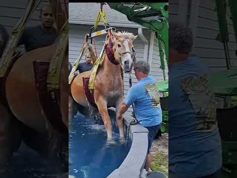 Horse rescued from swimming pool in Florida