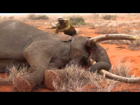 Vídeo: Os Elefantes Começaram A Nascer Sem Presas Para Escapar Dos Caçadores Furtivos - Visão Alternativa