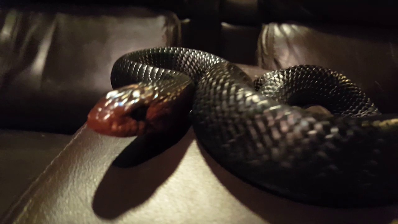 eastern university Eastern Indigo Snake chillin