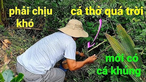 câu cá rô đồng, muốn săn hugo thì phải chịu lì @TAMCARO