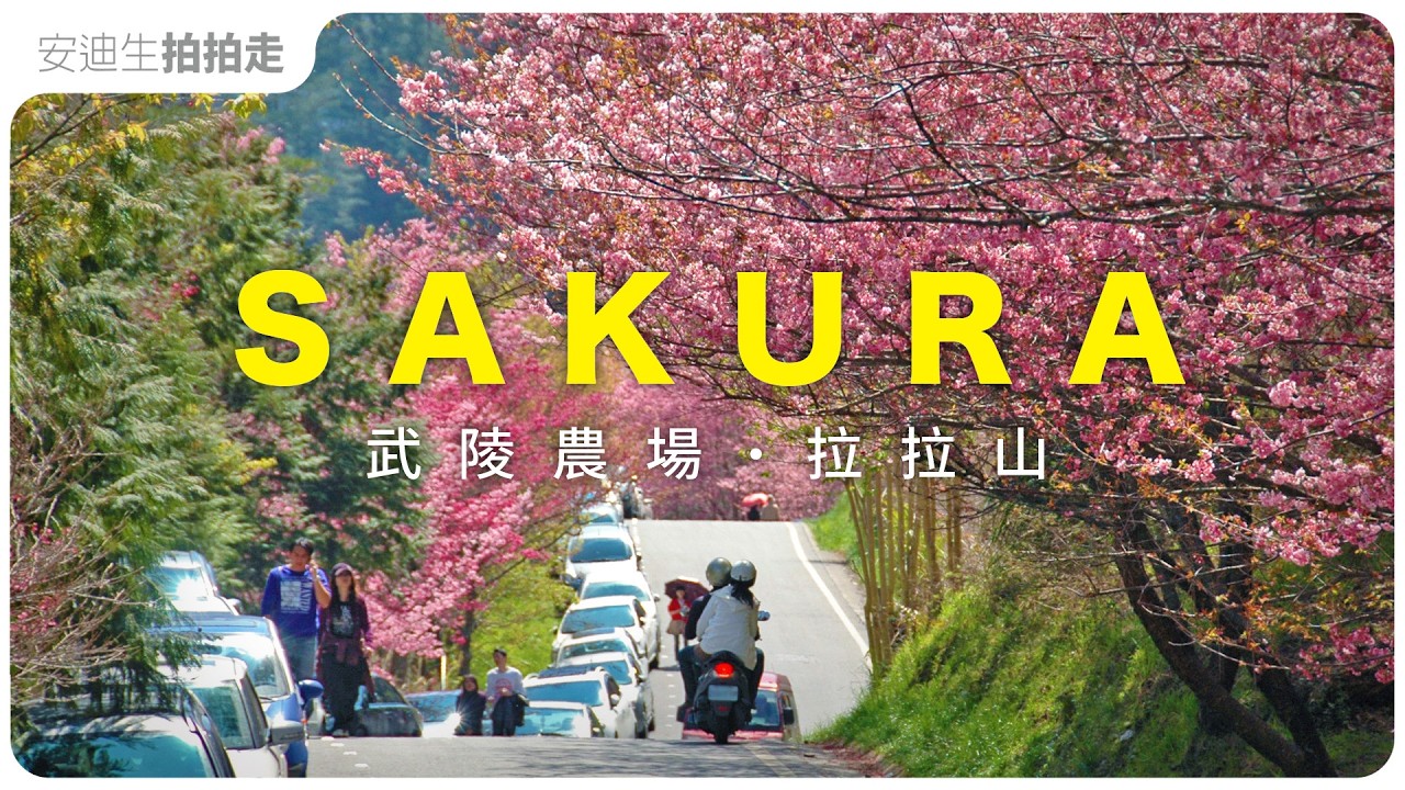 櫻花🌸最前綫【 武陵農場｜拉拉山 】SAKURA  in Taiwan