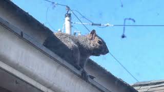 I had 2 squirrels on March 2025