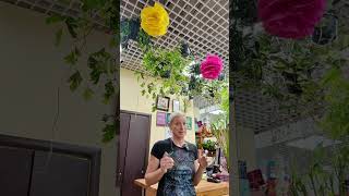 Вертикальное озеленение или фитостена? #комнатныерастения #plants #цветы #цветыдлядома
