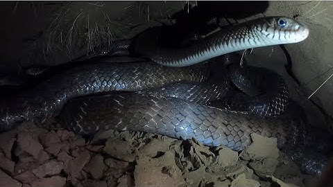 Kinh Hoàng Phát Hiện Ổ Rắn Hổ Trâu Khổng Lồ Hàng Chục Con To Như Bắp Tay