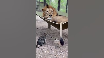 Cat Learns How to Use Scratch Post from Leopard 🤔 #shorts