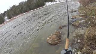 Fly fishing steelhead in Saugeen River 20230111