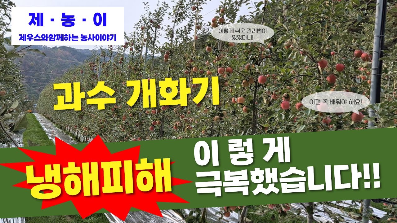 사과재배!!!!!과수개화기 냉해피해 이렇게 극복했습니다.