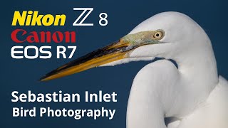 Nikon Z8 Canon R7 Sebastian Inlet Bird Photography 600PF & 100-500 Lenses!