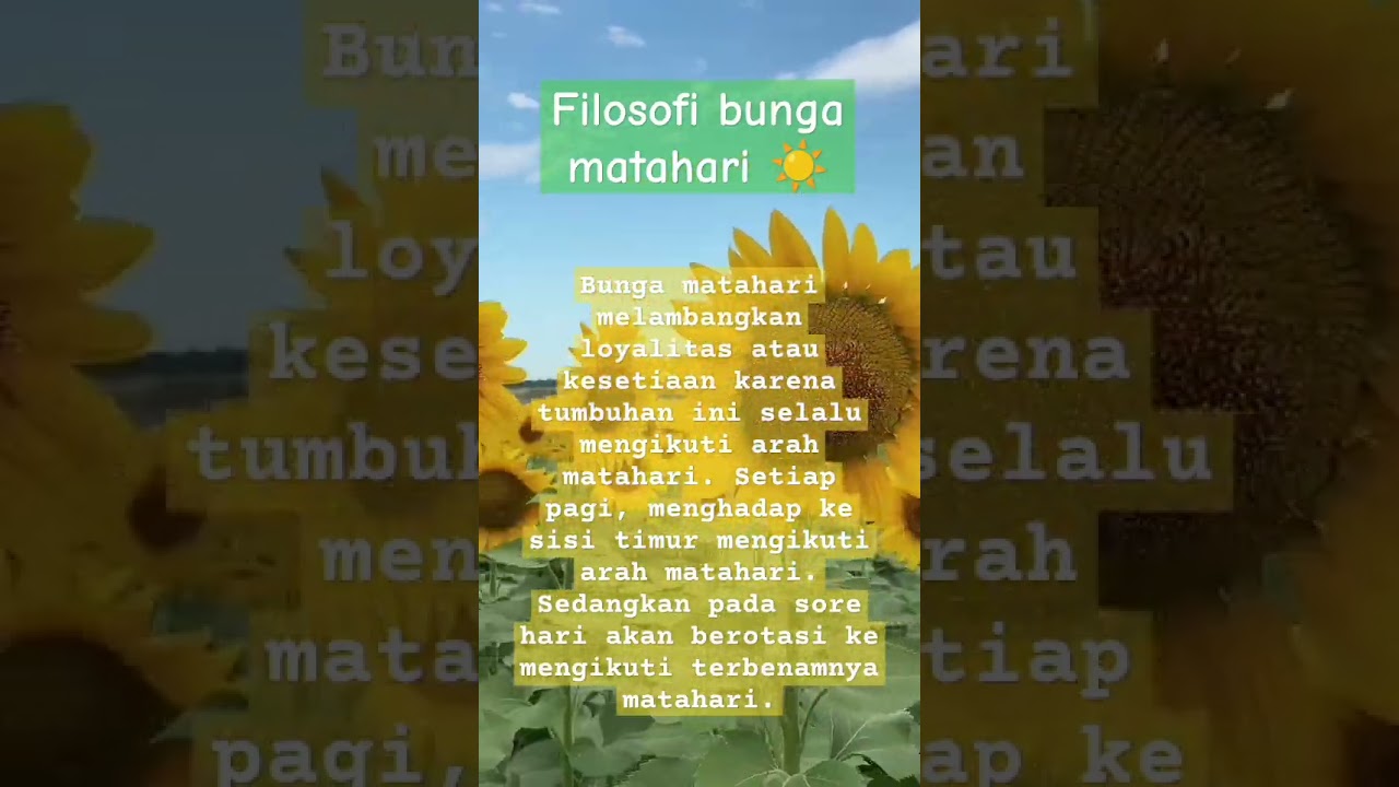 filosofi bunga matahari 