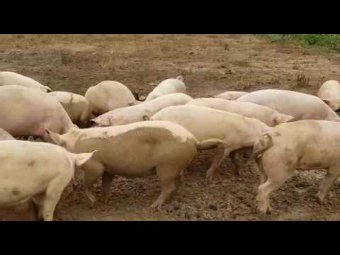 Otuo Farms, Free Range Pig Farming In Ghana