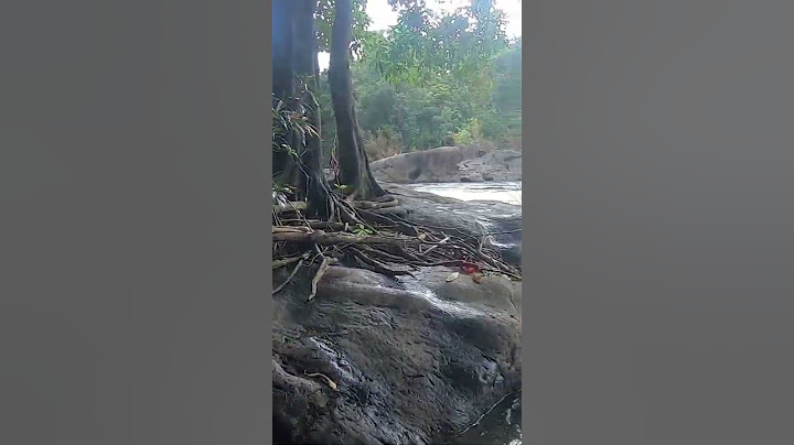 A tree clinging to a rock