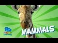 Mammals | Educational Video for Kids
