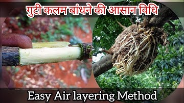 Air layering method on fruit tree | air layering on lemon tree | clonning method