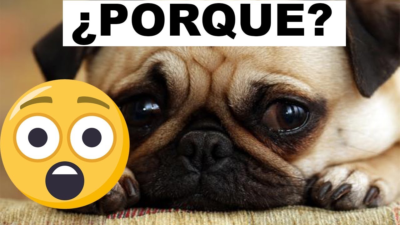 Mira Por Que Los Perros Se Quedan Pegados Y Que Debes Hacer ¡toma Nota Youtube