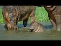 Mother Hippo Fights to Protect Her Calf | Natural World | BBC Earth
